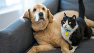 What To Do With Your Pet When You're Away
