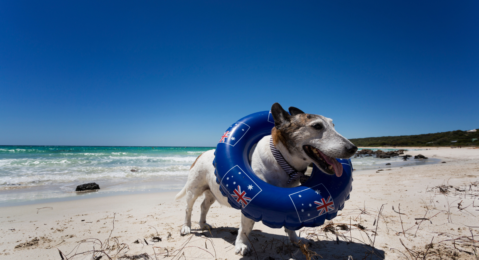 very cheap travel Dog friendly travel vacation